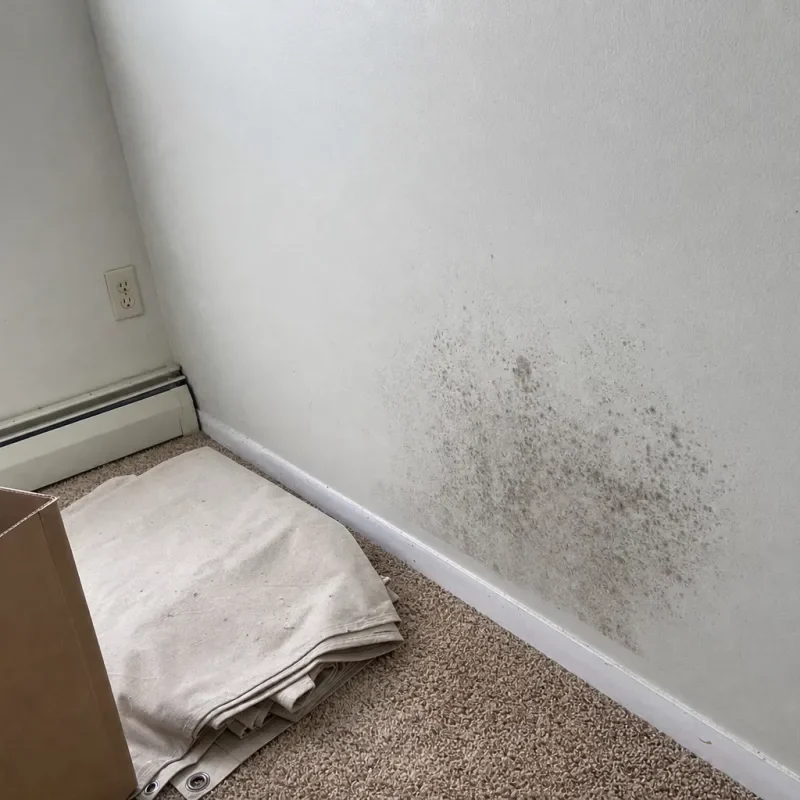 Visible mold on a bedroom wall in a maintained home.