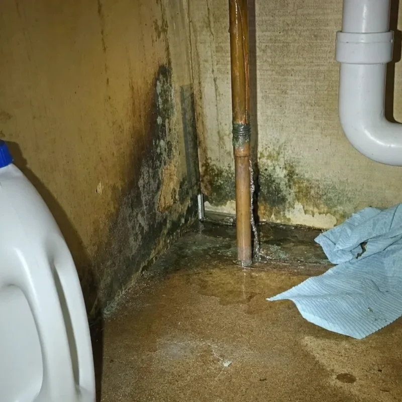 A leaking pipe and visible mold inside a sink cabinet.