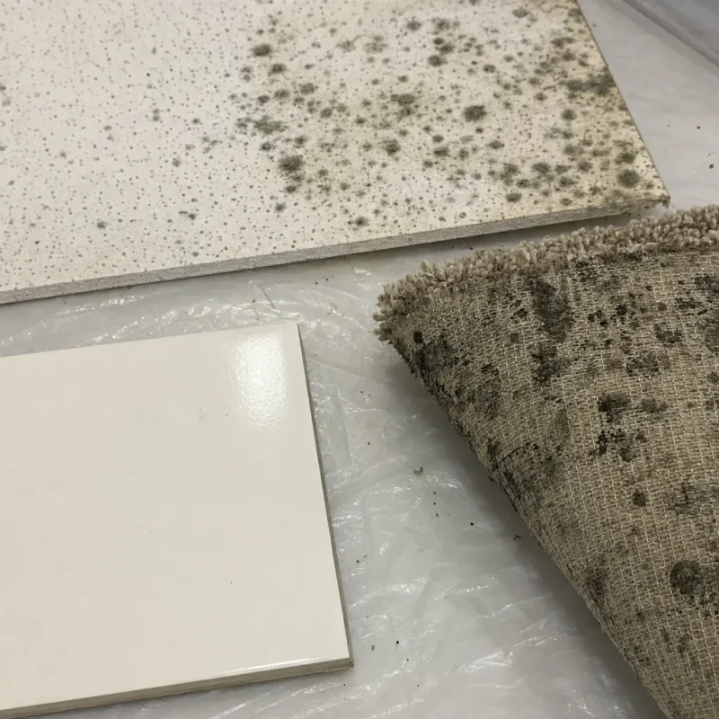 A clean tile beside mold affected ceiling tile and carpet.